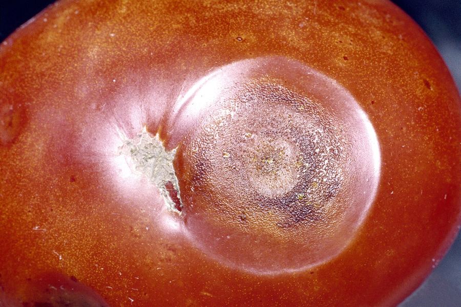 A ripe tomato with a sunken round anthracnose spot