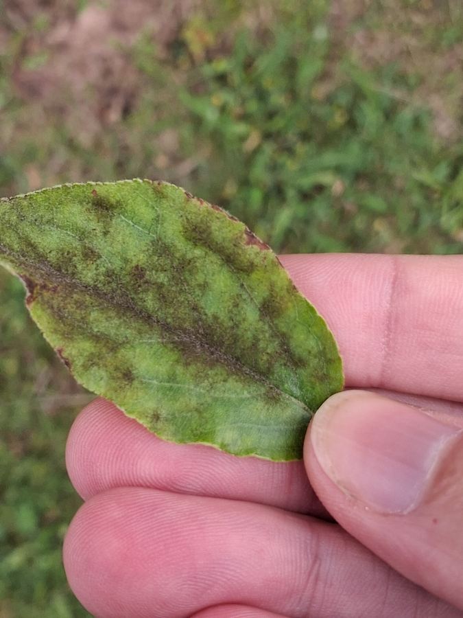 An apple leaf with olive-brown scab