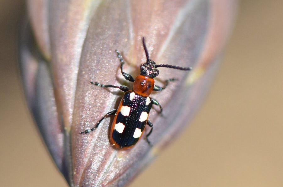 An asparagus beetle on an asparagus spear