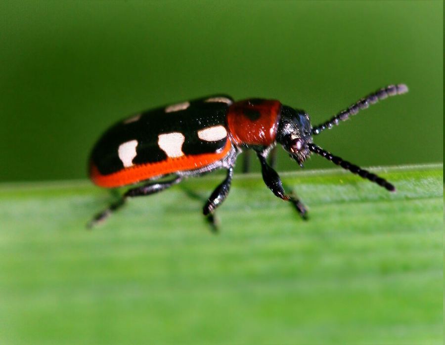 An asparagus beetle close up: blue-black with cream squares and a red edge