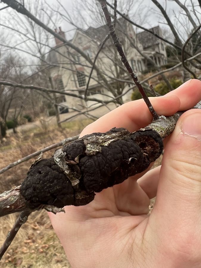 A black knot swelling on a branch