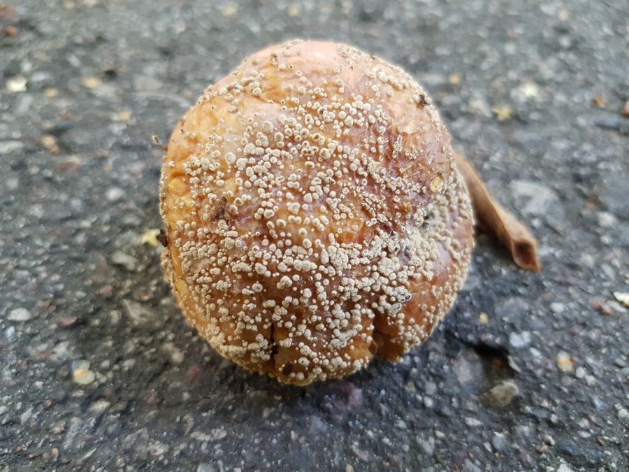 A rotted peach covered in tan tufts of brown rot spores
