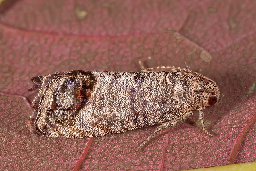 A codling moth, gray with a coppery patch at the wingtips