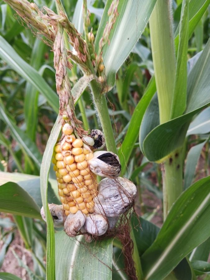 Corn smut: swollen gray galls on an ear of corn