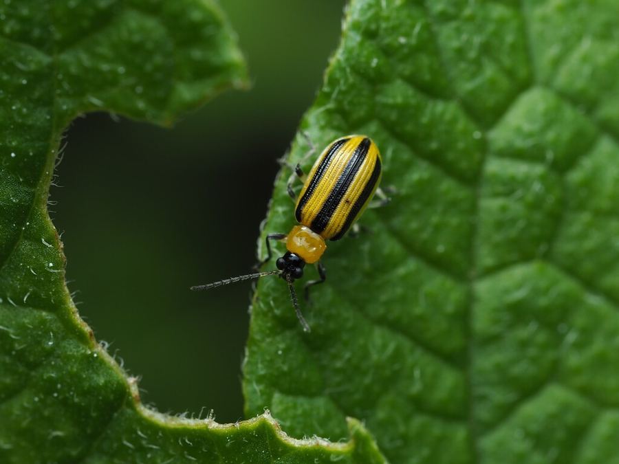 A striped cucumber beetle on a leaf