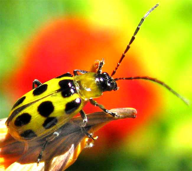 A spotted cucumber beetle, yellow-green with black spots