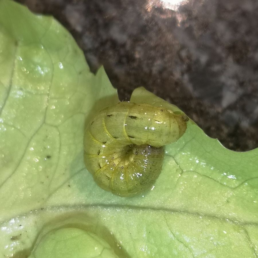 A cutworm curled into a C on a lettuce leaf