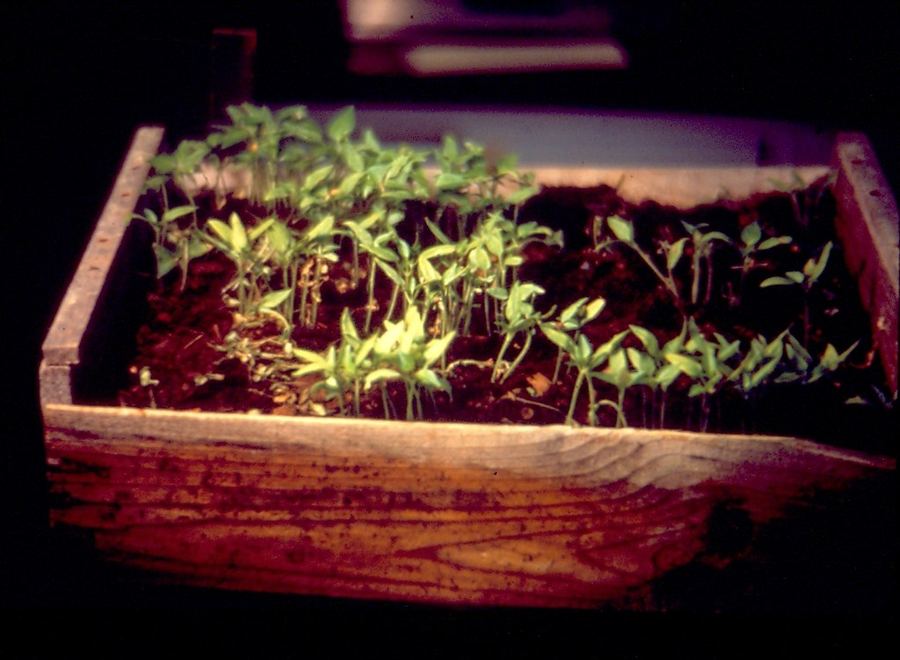 Pepper seedlings in a flat, some fallen over from damping-off