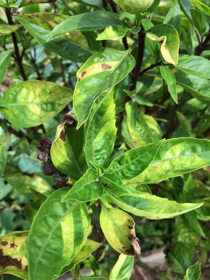 Basil leaves with yellow patches from downy mildew