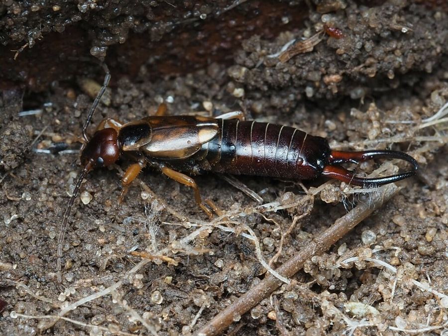 An earwig, with pincers on its tail, on soil