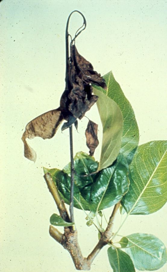 A pear shoot killed by fire blight, its tip bent like a shepherd's crook
