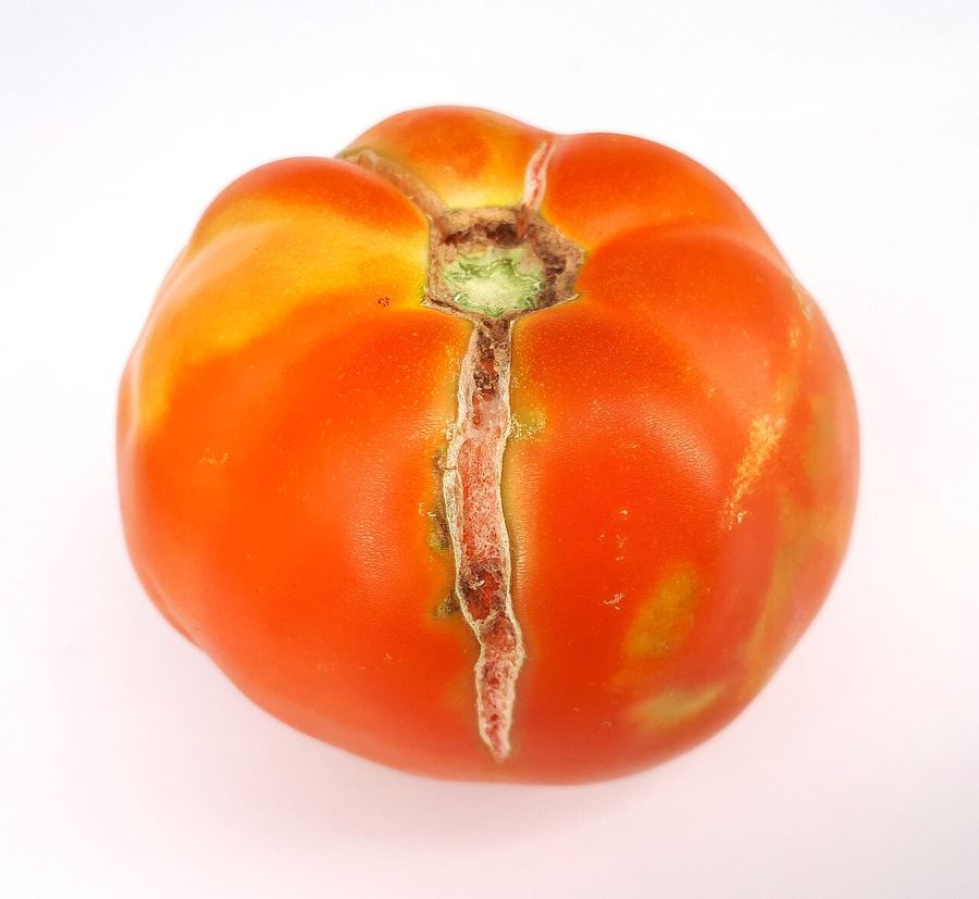 A tomato with cracks running down from the stem