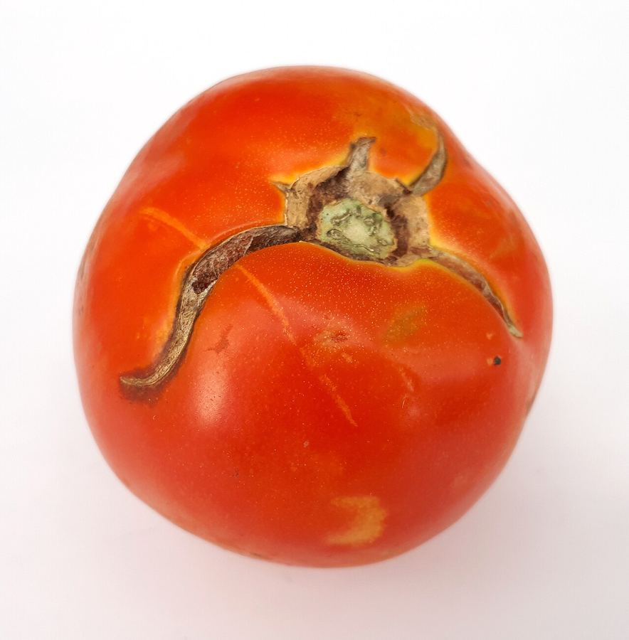 A tomato with a curved crack around the stem