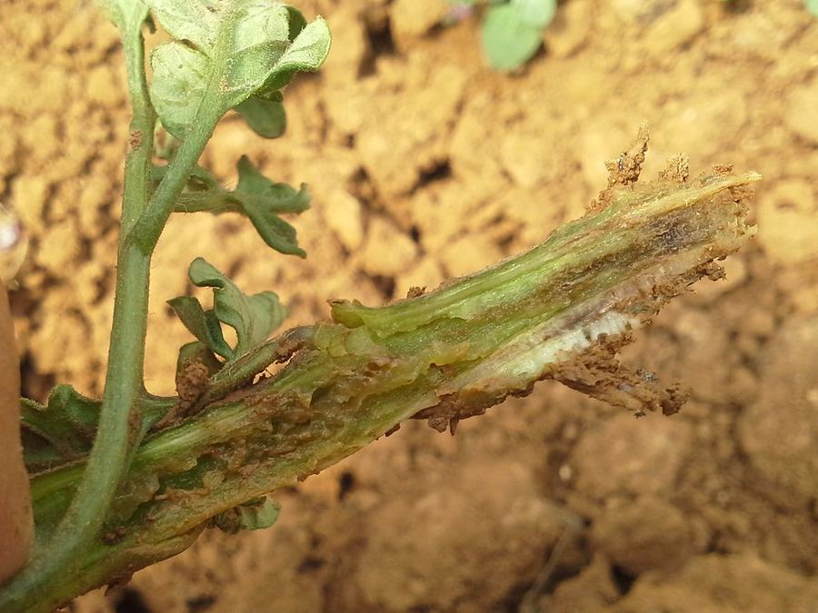 A tomato stem split open, brown and streaked inside from Fusarium wilt