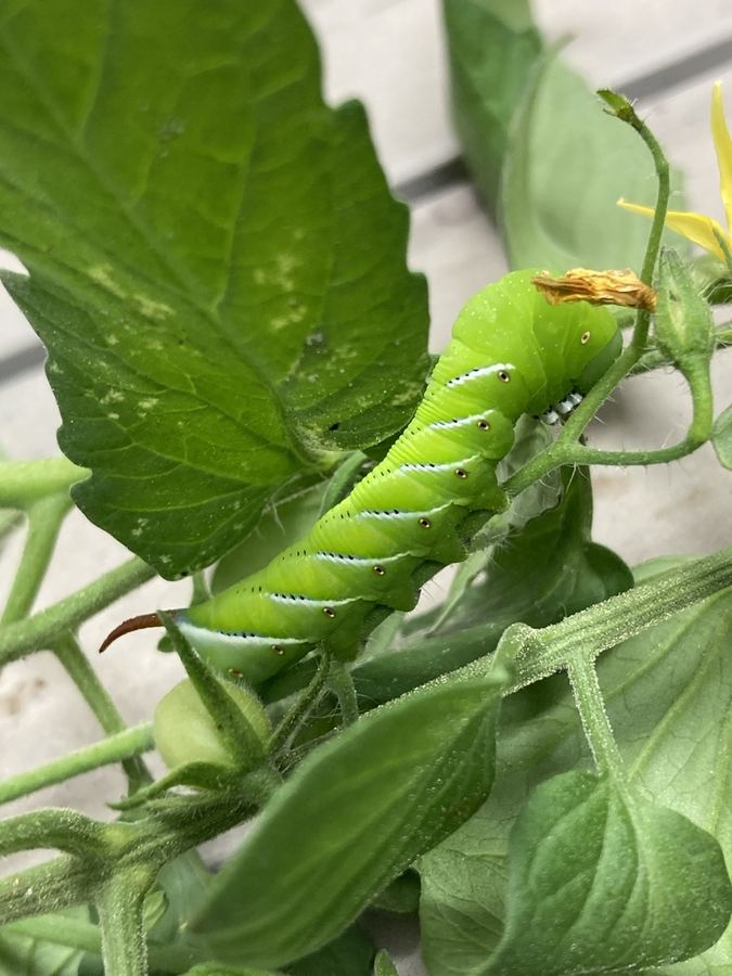 A big green hornworm with white stripes on a plant stem