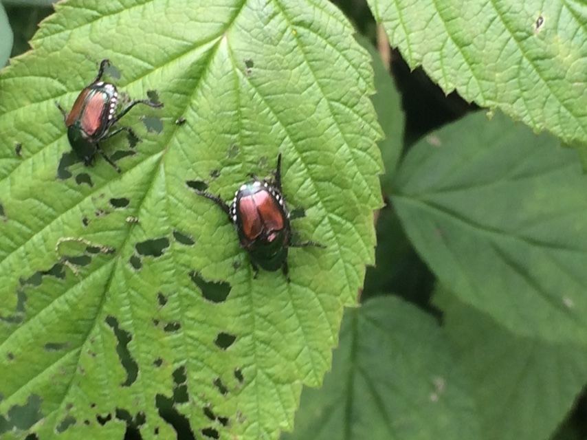 Japanese beetles on a leaf eaten to lace