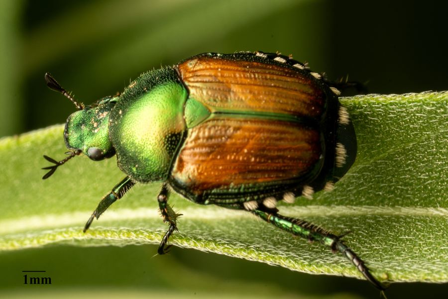 A Japanese beetle close up: metallic green head and copper wings