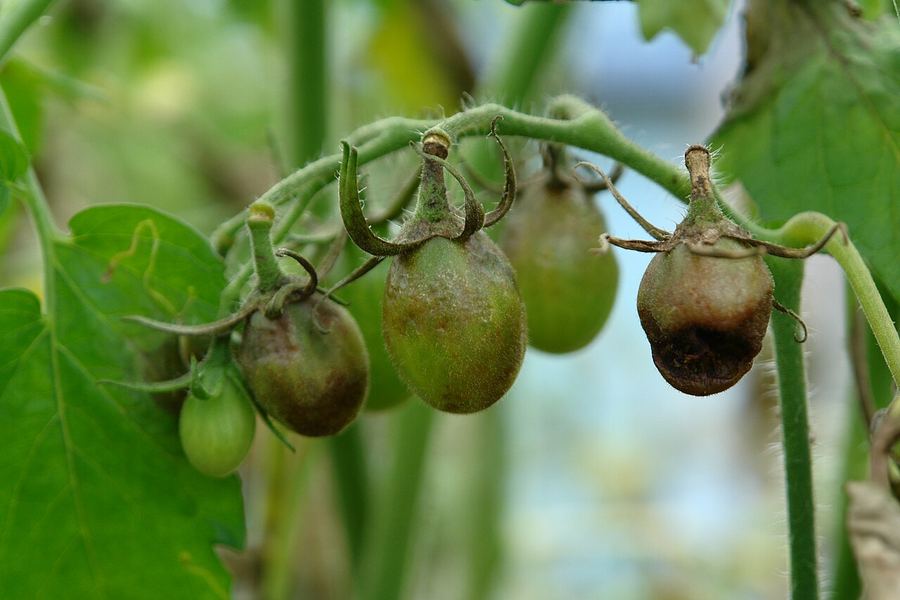 Tomatoes with greasy brown patches of late blight