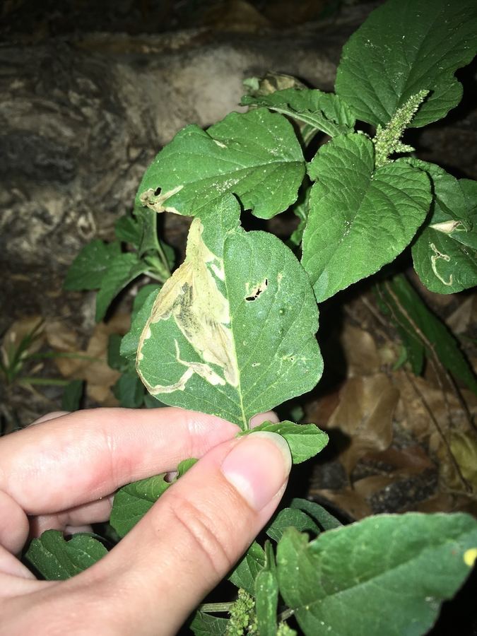 A leaf with a pale blotch where a leafminer fed inside