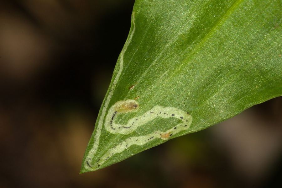 A winding leafminer trail inside a leaf