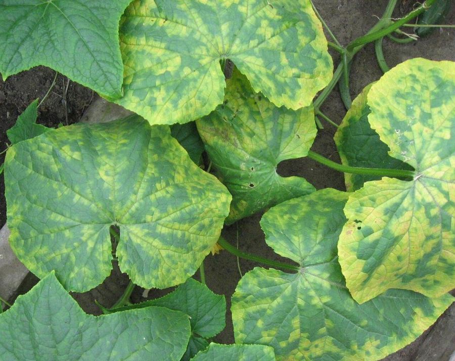 Cucumber leaves mottled yellow and green from cucumber mosaic virus