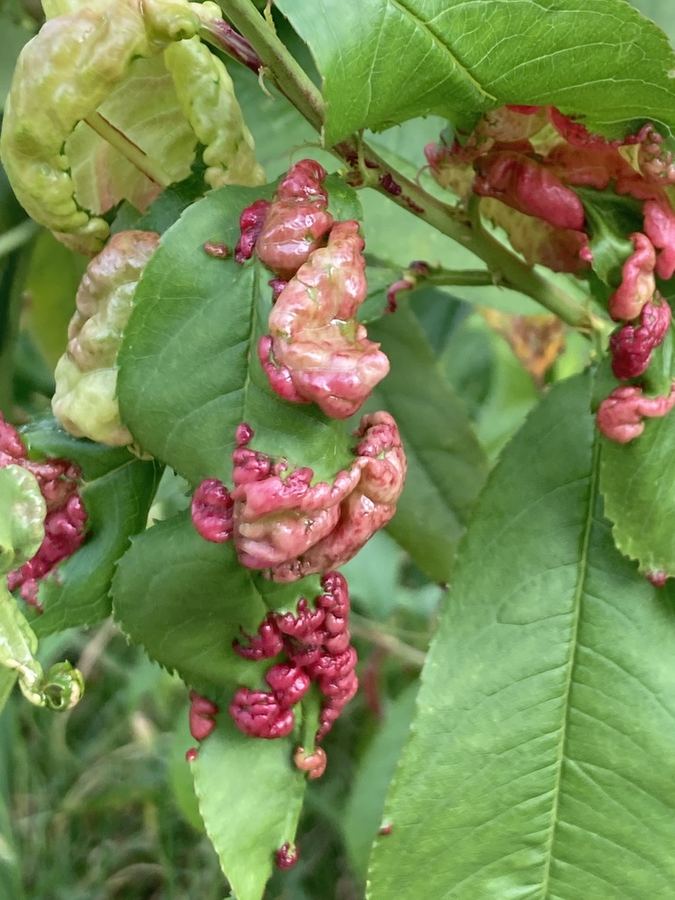 Peach leaves puckered and red from peach leaf curl