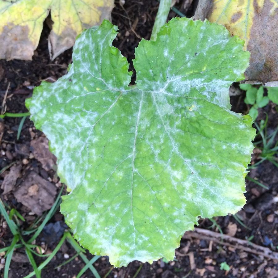 A squash leaf dusted with white powdery mildew