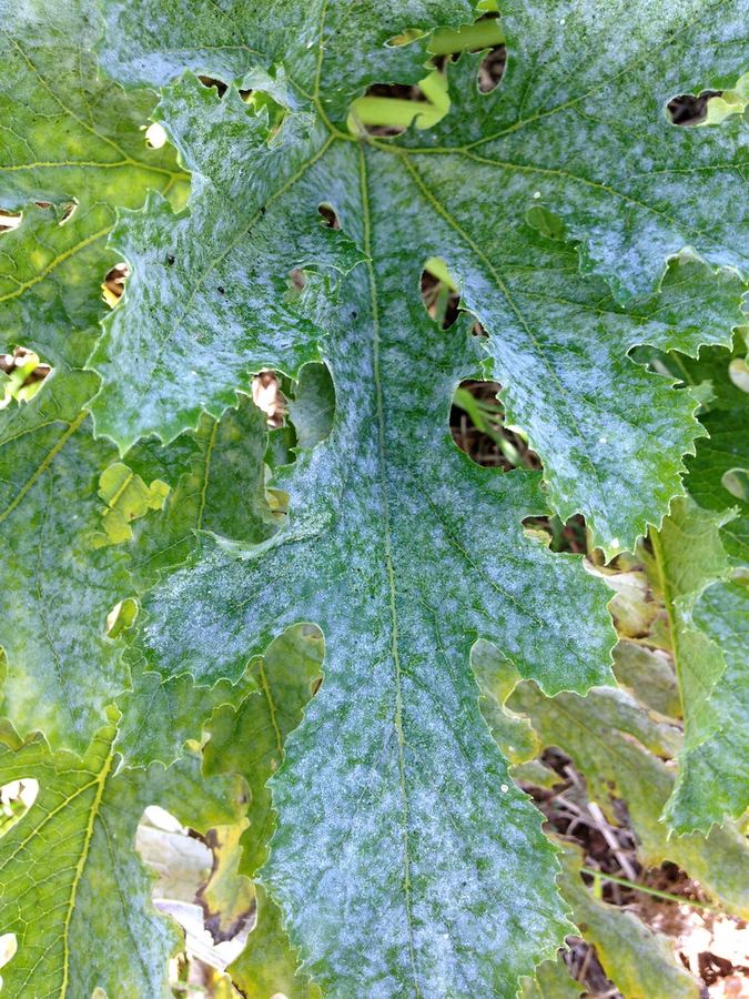 A zucchini leaf covered with powdery mildew