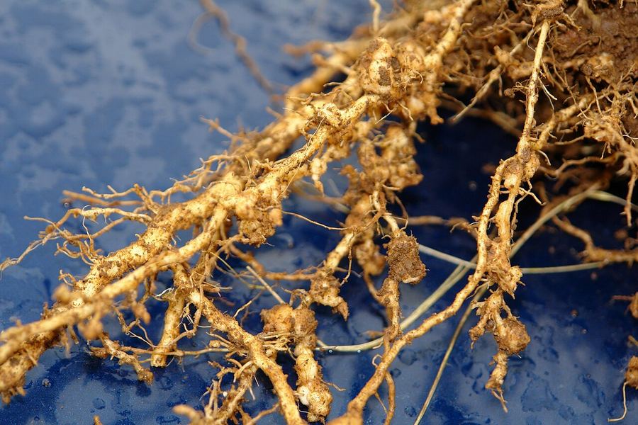 Roots covered in knots from root-knot nematodes