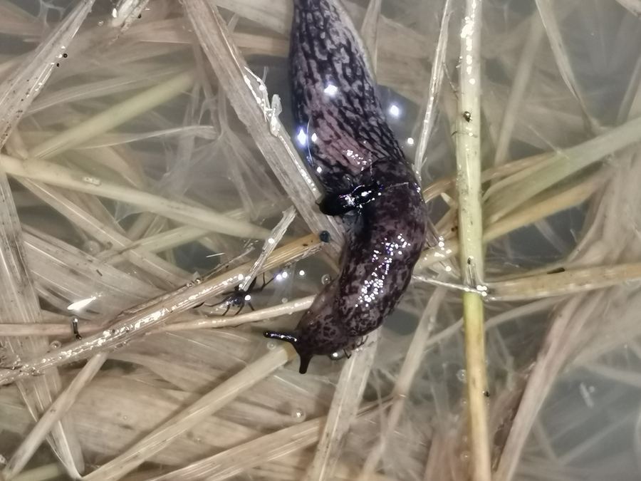 A gray slug on straw