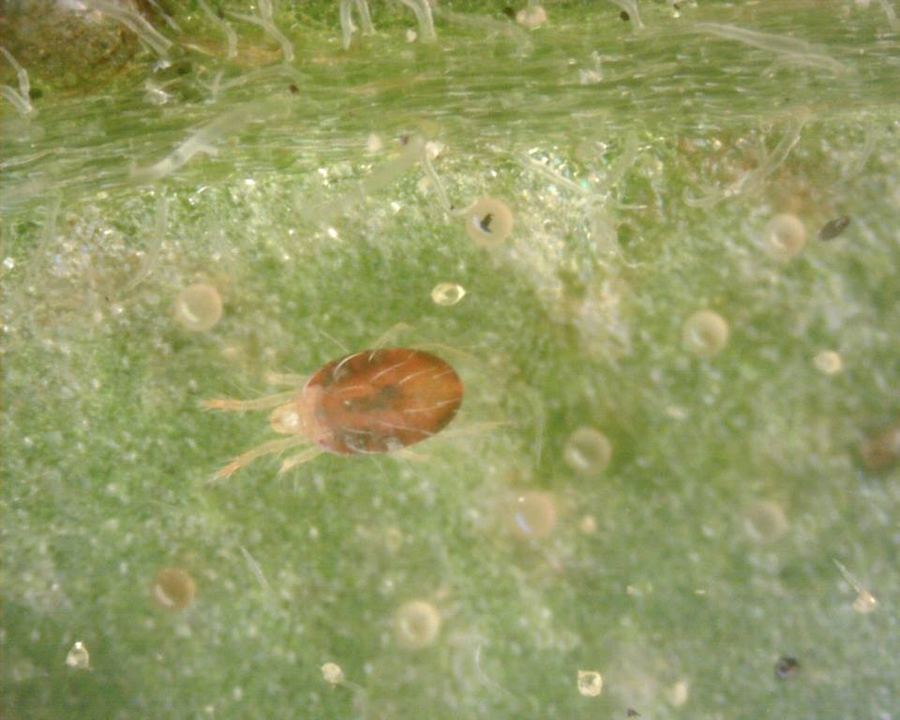A spider mite on a leaf, greatly magnified