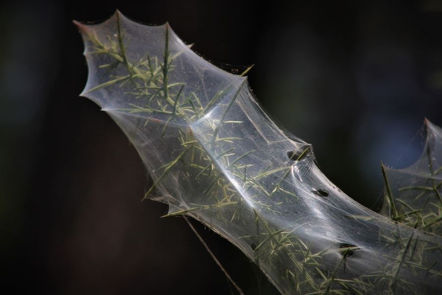 Fine spider mite webbing over a plant