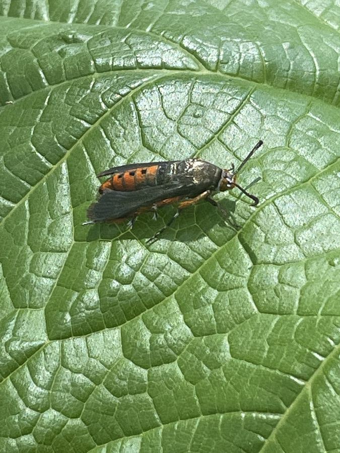 A squash vine borer moth, orange and black, on a squash leaf