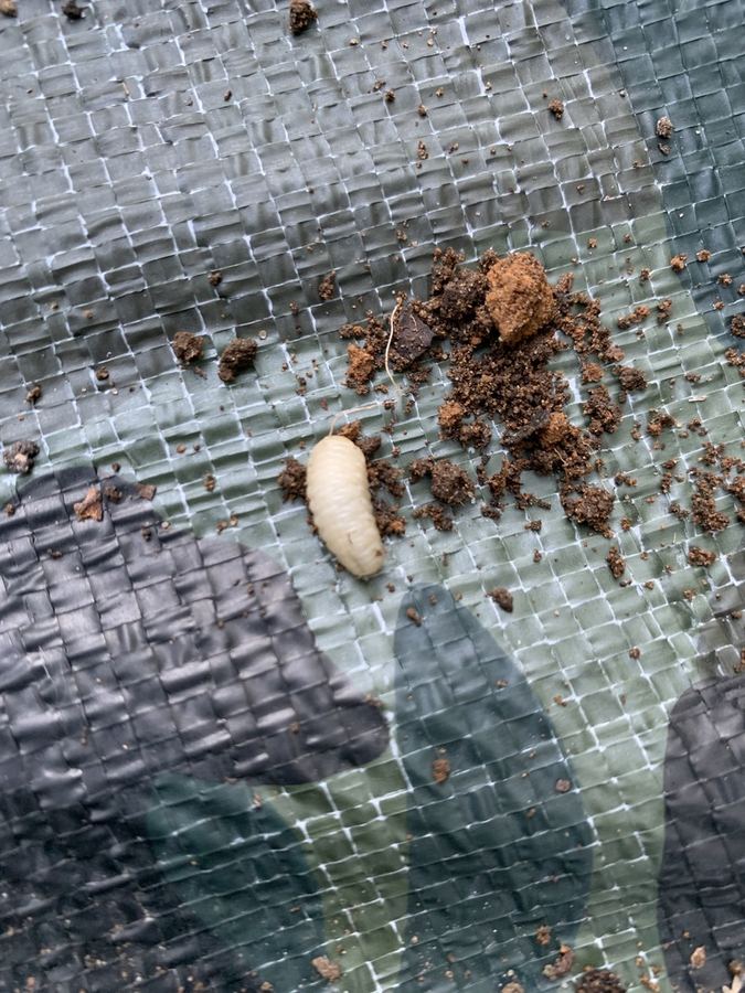 A squash vine borer caterpillar, white with a brown head, beside its sawdust-like droppings