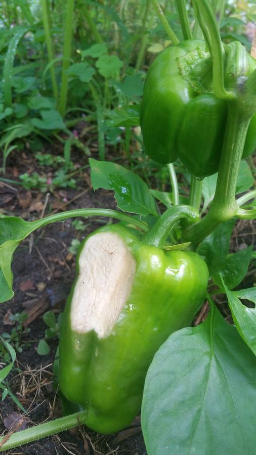 A green pepper with a pale, papery sunscald patch