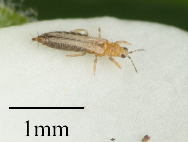 A thrips, slender and yellow-brown, magnified next to a 1 mm scale bar