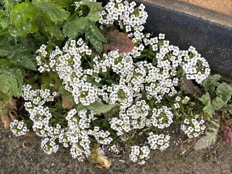 A low mound of white sweet alyssum flowers