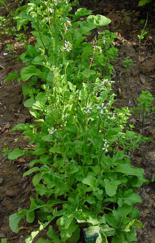A row of arugula plants in the garden