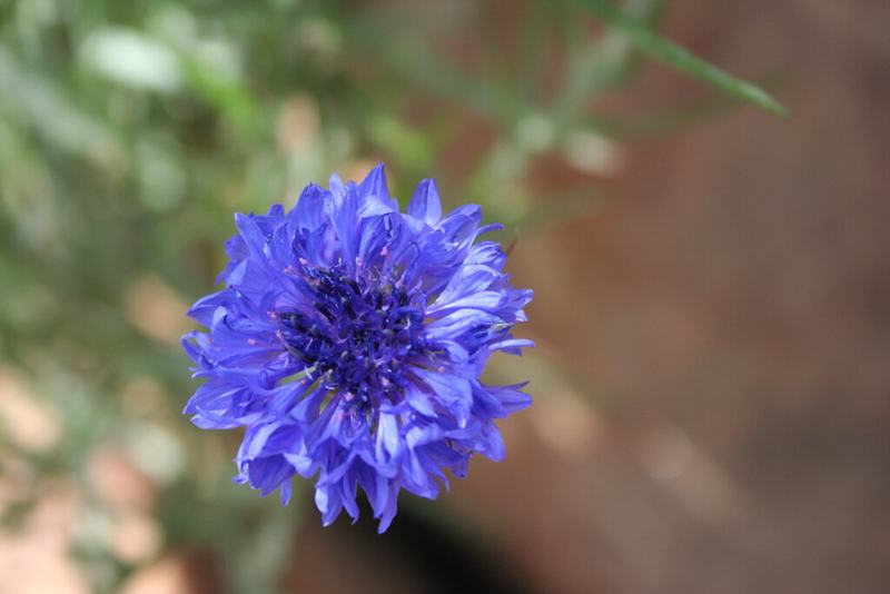 A blue bachelor's button flower