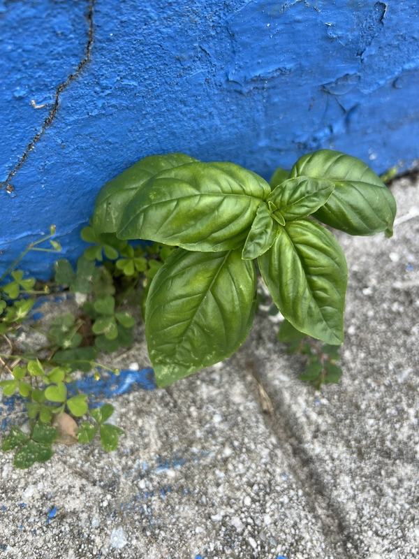 A young sweet basil plant