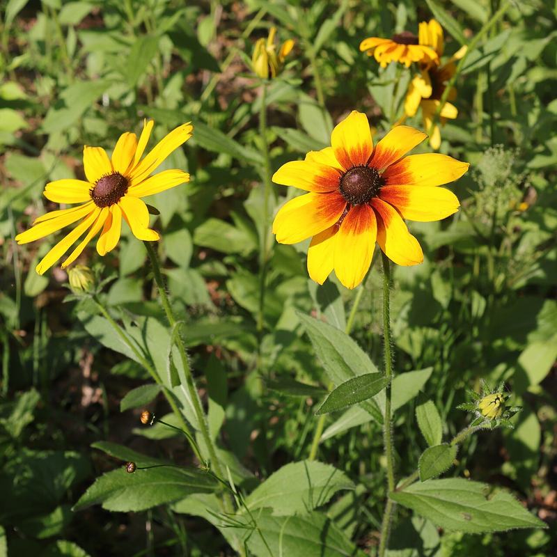 Black-eyed Susans, gold petals around dark centers