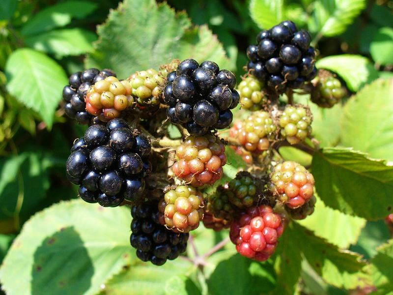 Blackberries ripening from red to black