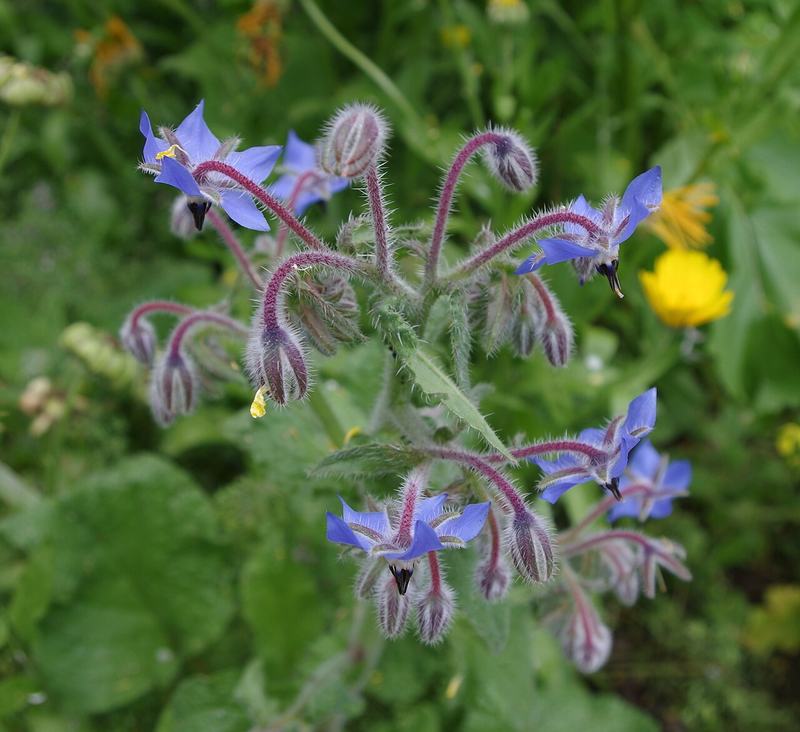 Blue star-shaped borage flowers