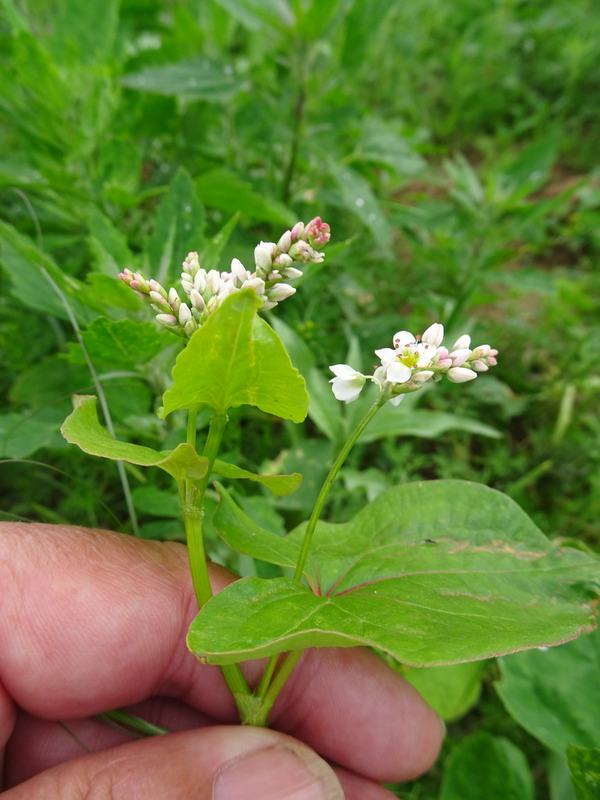 Buckwheat in bloom with small white flowers