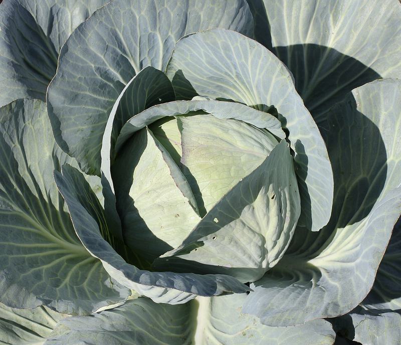 A cabbage head in its outer leaves