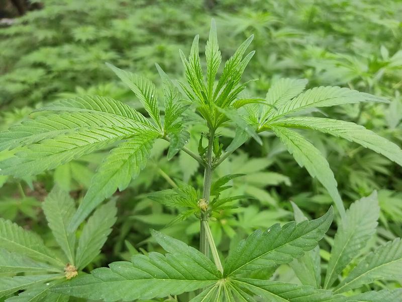 A young cannabis plant with its many-fingered leaves