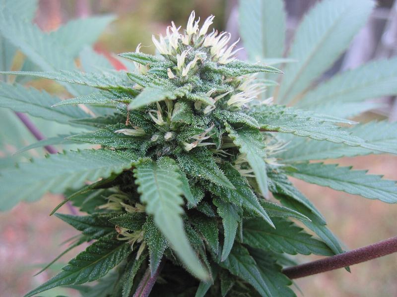 A flowering cannabis bud