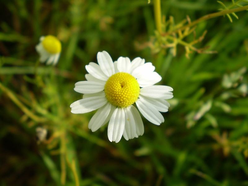 A chamomile flower, white petals around a yellow center