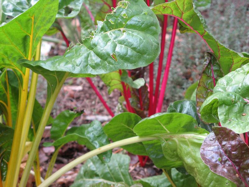 Swiss chard with bright red and yellow stems