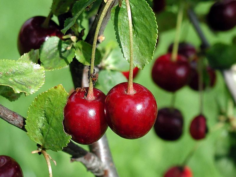 Dark red sweet cherries on the tree